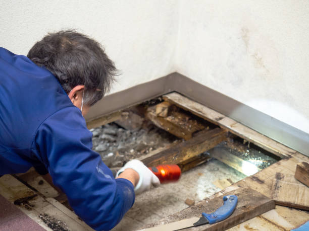 Mold Removal Process in Kingsville, TX