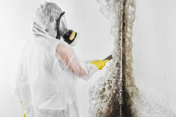 Certified Mold Removal in Kingsville, TX