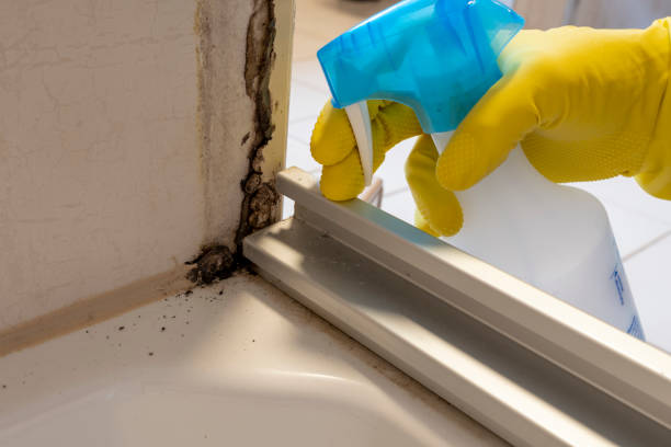 Best Commercial Mold Removal  in Kingsville, TX