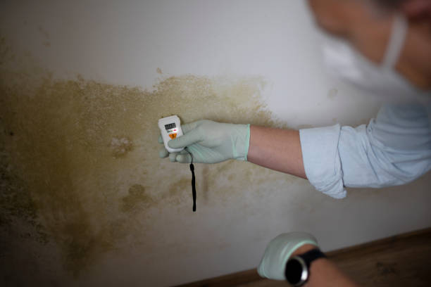 Best Toxic Mold Removal  in Kingsville, TX