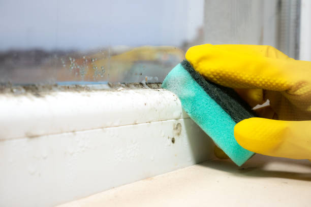 Best Office Mold Removal Services  in Kingsville, TX